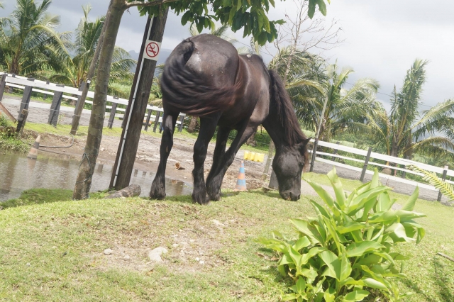  Nuestros caballos prosperan en el centro ecuestre 