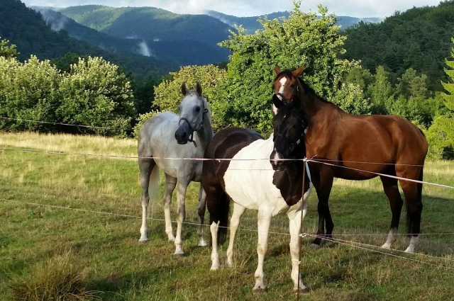  Naturaleza y caballos 