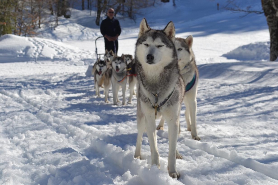 Reservación su experiencia de mushing en 64 