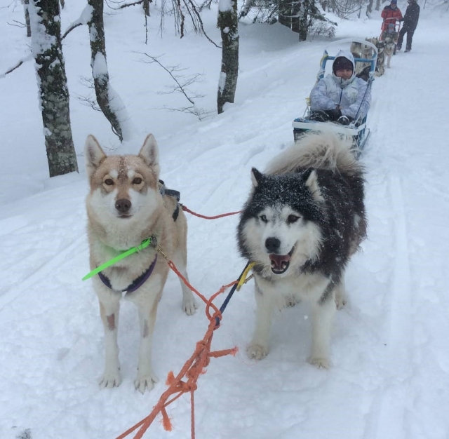  Siéntate en el trineo jalado por perros 
