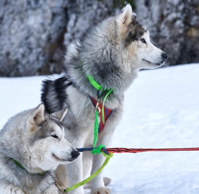  Conoce a nuestros amigos caninos a su llegada 