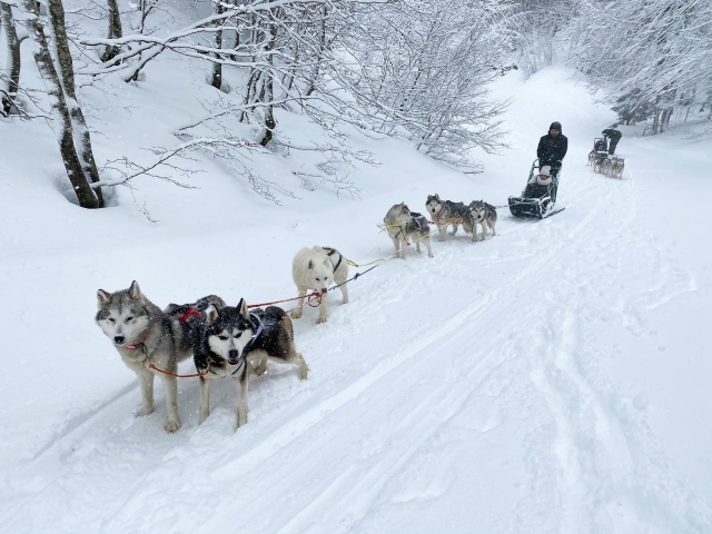 Paseo en mushing en La Pierre-Saint-Martin - 1 hora