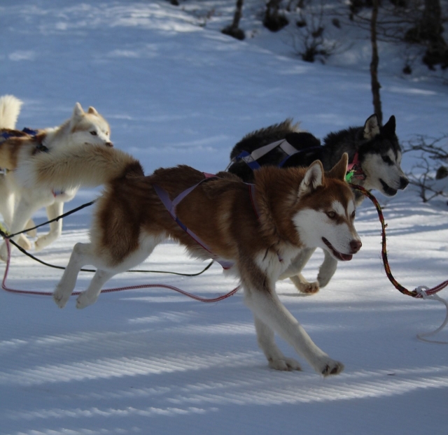  La alegría y la elegancia de los perros nórdicos