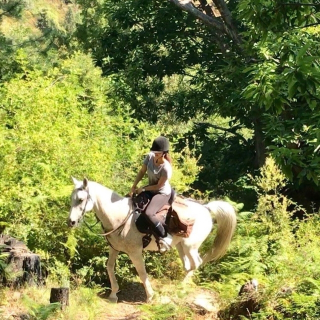  Dar un paseo a caballo por el bosque 