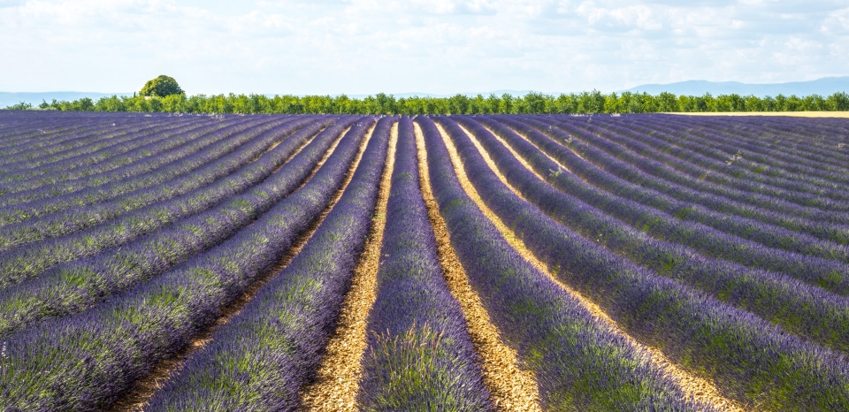  Plateau de Valensole Provence Lavanda 