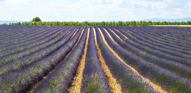  Plateau de Valensole Provence Lavanda 