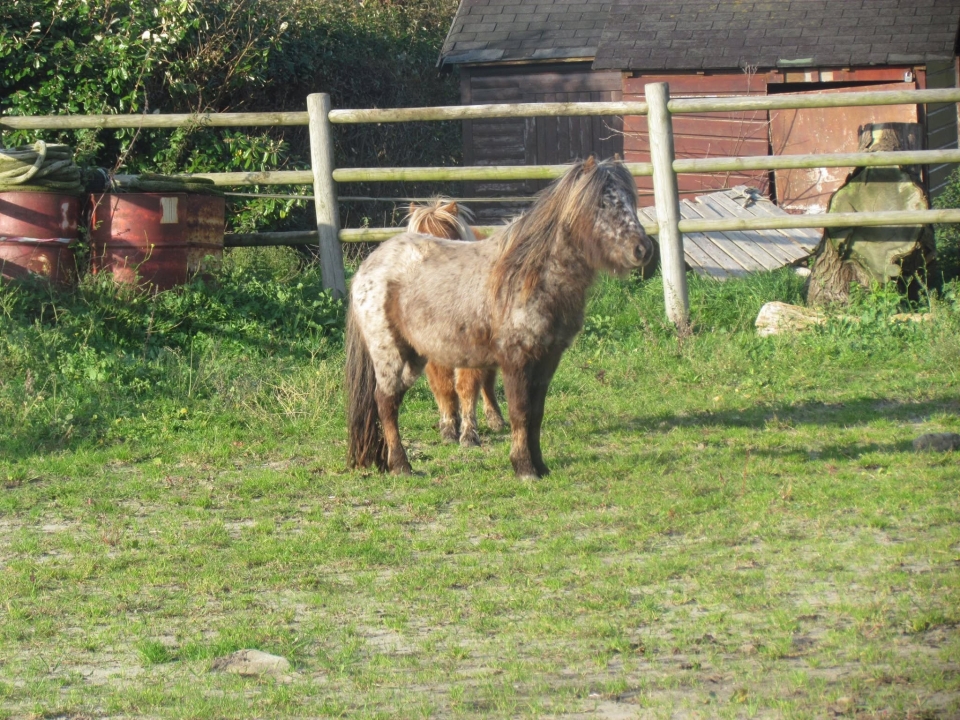  Paseo en pony para niños