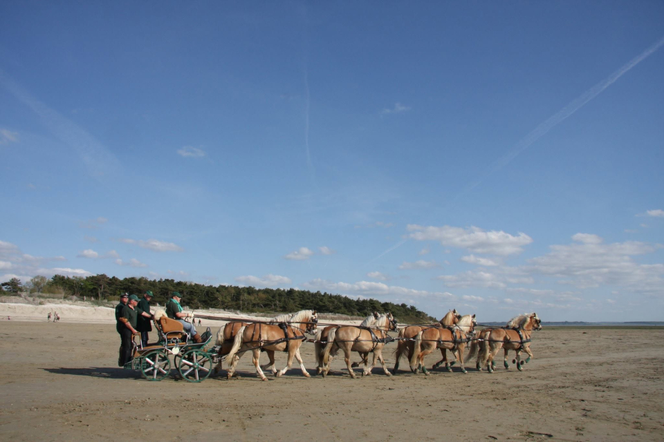 Paseo en carro de caballos por la campiña de Brie 