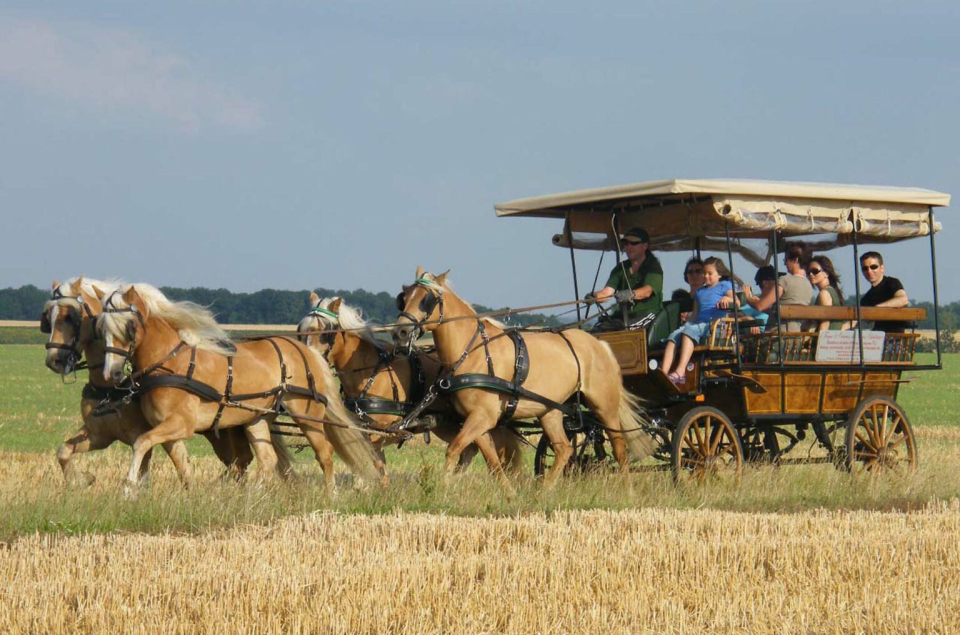  Descubra los alrededores de Lumigny-Nesles-Ormeaux recorriendo su campo a caballo
