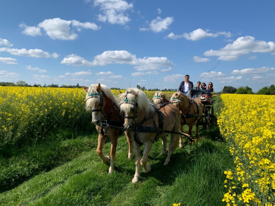  Vive una experiencia inolvidable a bordo de un carro de caballos 