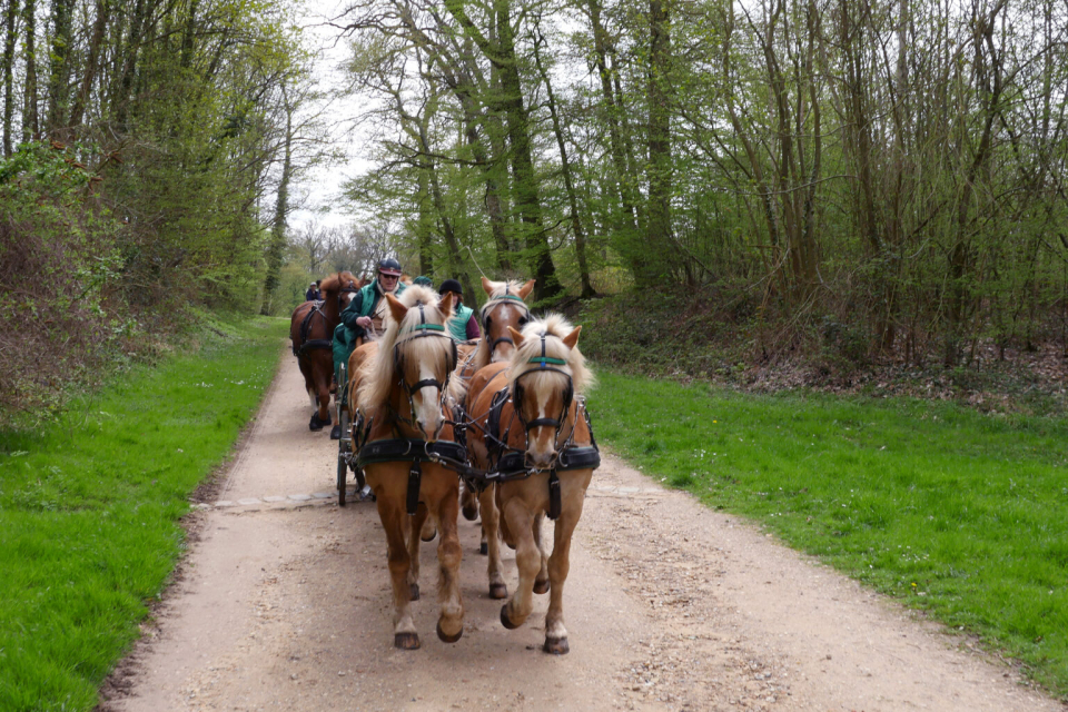  Paseo en carro de caballos por Brie 