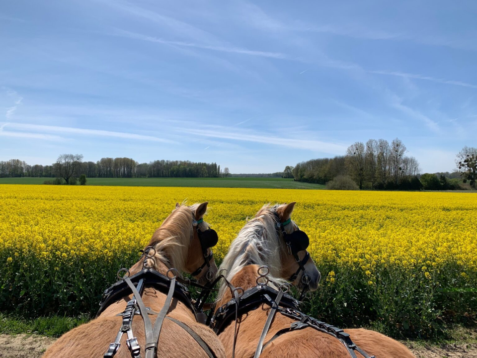  Explore los senderos de Ormeaux a caballo