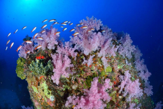 Buceo de exploración en Saint-Leu para certificados, de 45 a 60 min.