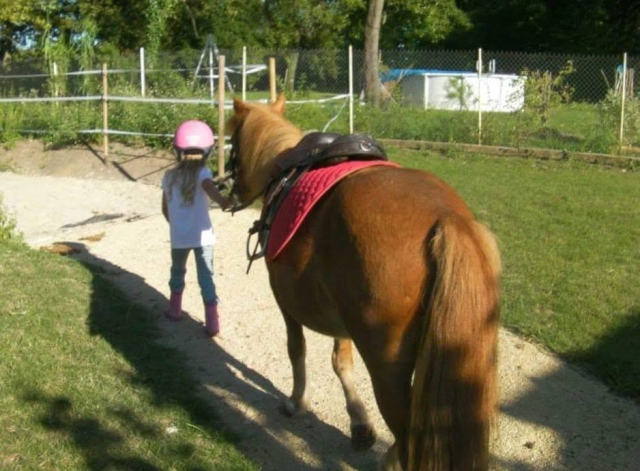  Pony llevado de la mano a la cantera 