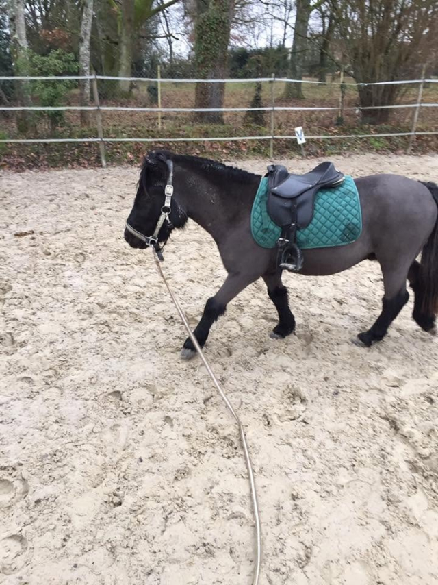  Poni Shetland ensillado en la cantera 