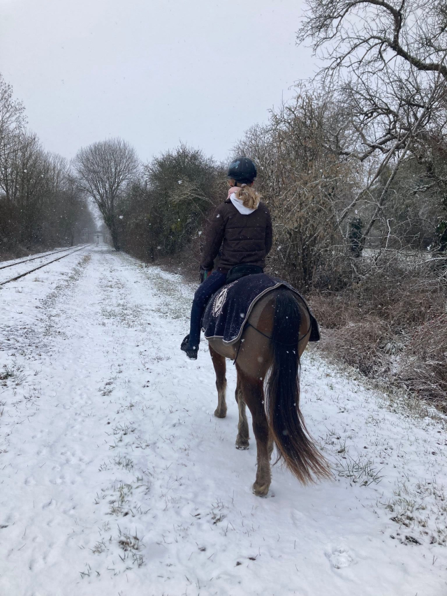  Poni en un camino nevado, entre los árboles