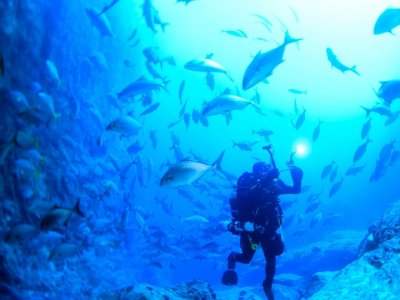 PADI Open Water Diver Peniche