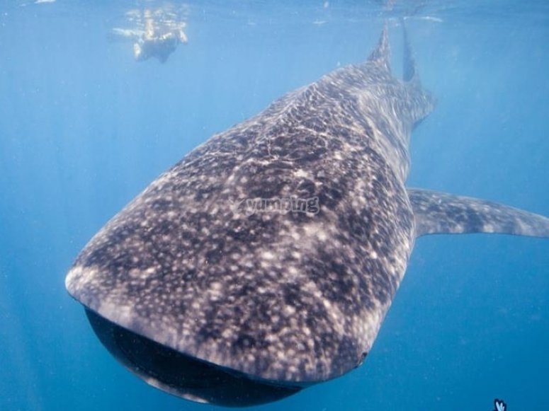 Tour islas y snorkel con tiburon ballena Ensenada desde 5000