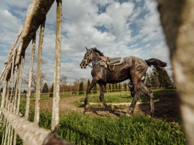 Pbaños a caballo en San Nicola Manfredi 30min