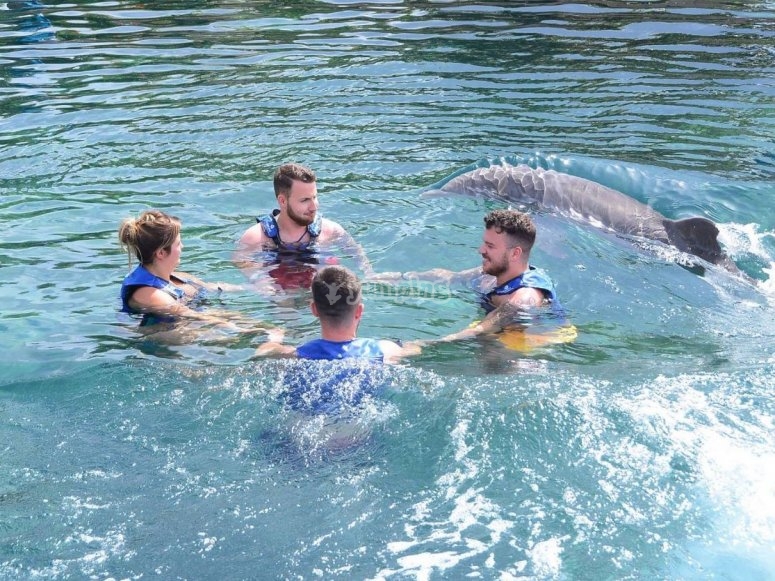 Delphinus Cancún, precios y reservas 2024