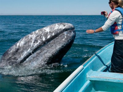 Marietas Punta Mita Whale Watching