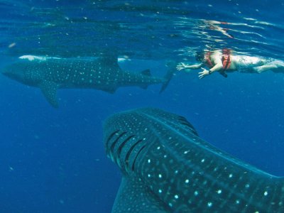 Yalku Tours Nado con Tiburón Ballena