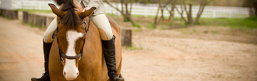 Ofertas de Horseback Riding Veracruz