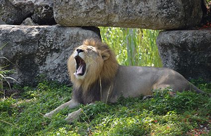 Zoológicos en México