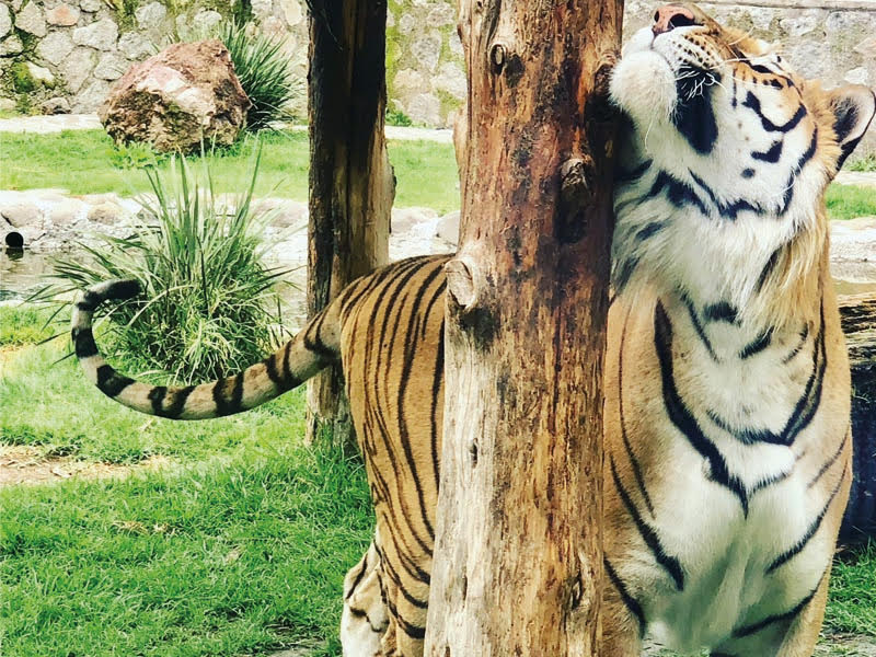 A day of being in contact with all kinds of animal species A day of being in contact with all kinds of animal species